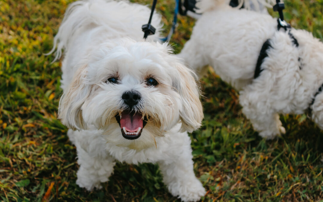 Hops & Hounds Returns for a Tail-Wagging Good Time