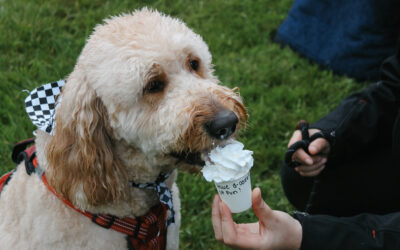 Hops & Hounds Offers Brews, Barks, and Local Bites